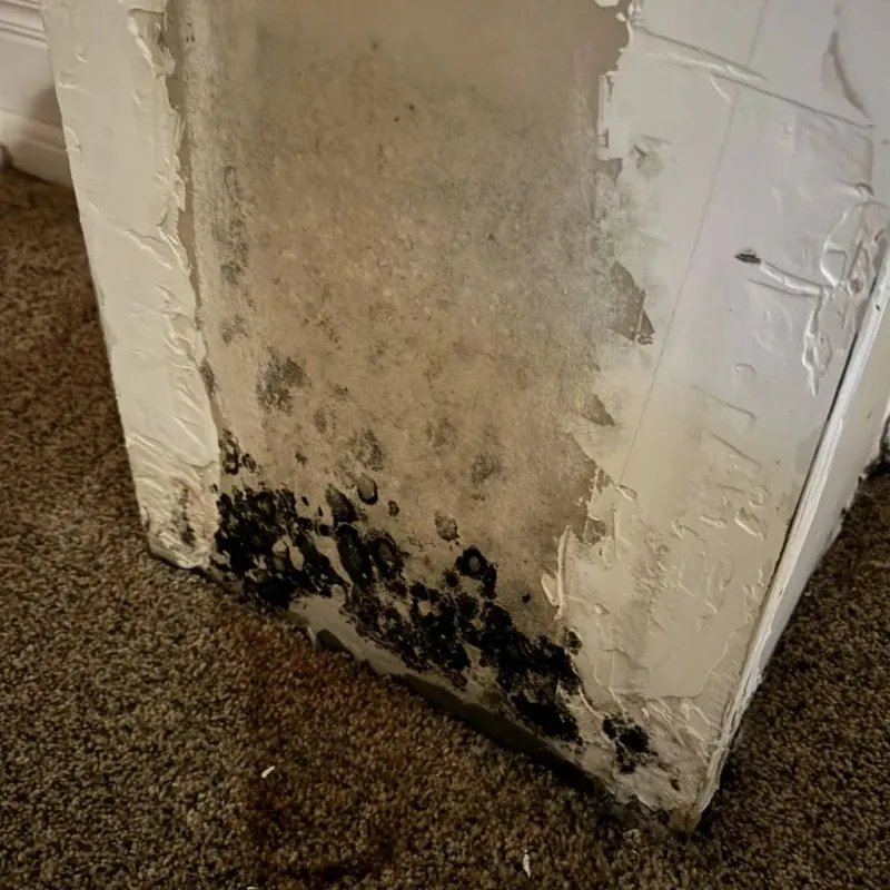 Professional Mold Removal in Allentown, NJ